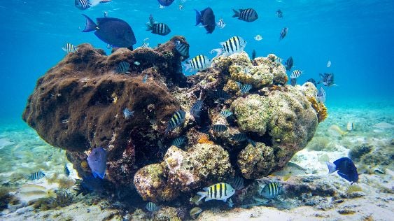 Top 8 Dive Sites In Cozumel