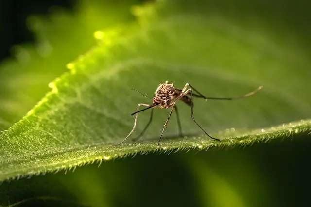 Mosquitoes in Alaska | How to Avoid the Bugs
