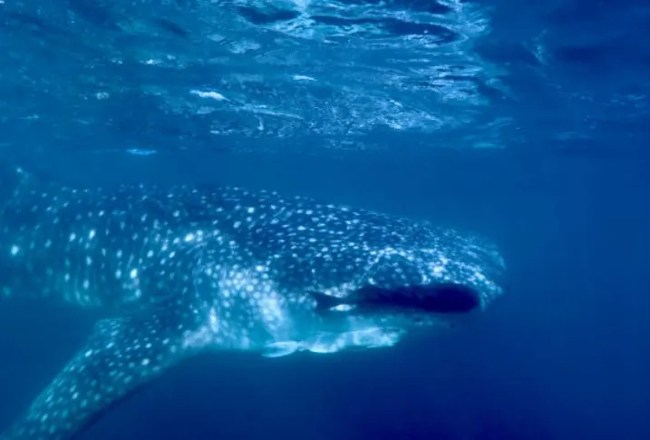 Once in a Lifetime' Whale Shark Sighting Off the Coast of San