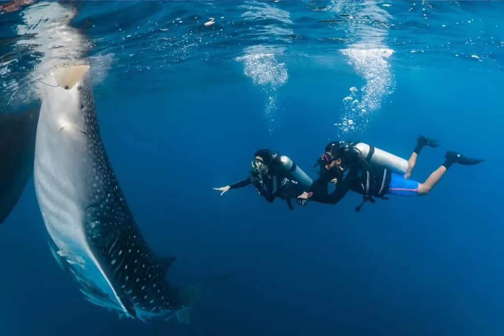 THE 5 BEST La Paz Shark Diving Activities (Updated 2023)