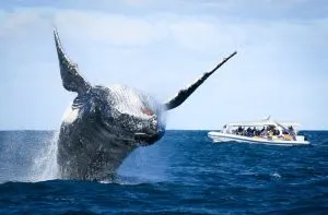 whale watching in cabo san lucas